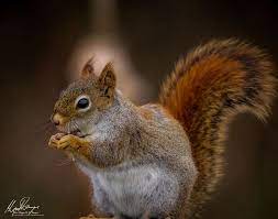 American Red Squirrel American Red Squirrel North American Red Squirrel Red Squirrel