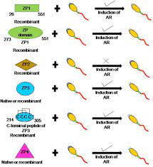 Human papillomavirus proteins as prospective therapeutic targets. Frontiers Human Zona Pellucida Glycoproteins Binding Characteristics With Human Spermatozoa And Induction Of Acrosome Reaction Cell And Developmental Biology
