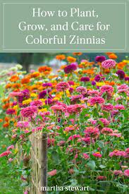 How To Plant Grow And Care For Zinnias Plants When To Plant Seeds Flower Garden