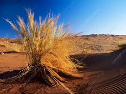 Image result for Stipagrostis