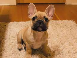 Jack russell terrier and french bulldog puppies. Brown Frenchie French Bulldog Puppies Cute Baby Dogs Brown Puppies
