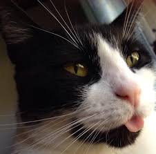As you work your way around, take mental note of any issues you notice. My Beautiful Cat She S Almost 12 Years Old Now Missing Her Front Teeth So Her Tongue Sticks Out A Lot Http Ift Tt 2mhknb8 Beautiful Cat Cats Animals