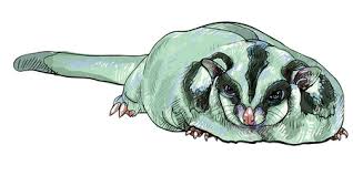 We did not find results for: Drawing Of Cute Sugar Glider Petaurus Breviceps Royalty Free Cliparts Vectors And Stock Illustration Image 22552942