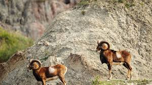 Mouflon Sheep And Balkan Chamois Hunt With Adria Hun