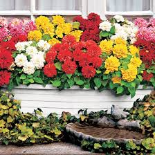 This website uses cookies to improve your experience while you navigate through the website. Bol Com 5x Dahlia Dahlien Bloembollemix Mix Zomerbloeiers Tuin En Balkon 5 Stuks