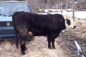 39,444 likes · 168 talking about this. Storfe Wikipedia