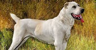 Dogs and cats are from different species of animals, appealing to different types of people. In Which Country Is The Alabay Dog Trivia Questions Quizzclub