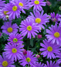 Buy Brachyscome Angustifolia Brasco Violet Rock Daisy Australian Flowers Plant Delivery Summer Plants
