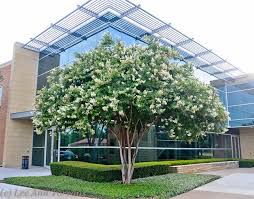 Image result for âNatchez White Crepe Myrtle