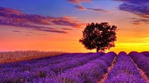 Browse our large selection of flower motion background videos. Lavender Field Sunset Wallpapers Top Free Lavender Field Sunset Backgrounds Wallpaperaccess