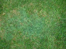 While this weed is often confused with bermuda grass, there are distinct features of this plant that set it apart from this and other grass species. Nimblewill