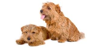 Hunde und katzen kaufen & kostenlos verkaufen. Norfolk Terrier Und Norwich Terrier Charakter Wesen Preis
