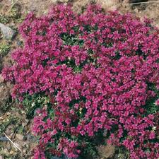 Der teppich thymian ist auch für die kübel und balkonbepflanzung bestens geeignet, immergrüner und gleichzeitig ein gutes gewürzkraut mit. Pflanzen Kolle Teppich Thymian Rosa Rot 9 Cm Topf Reichbluhender Pflegeleichter Bodendecker Mit Einzigartigem Duft Der Sic Bepflanzung Stauden Pflanzen