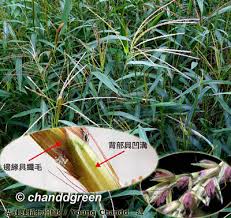 Image result for Microstegium fasciculatum