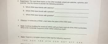 Biology cp study guide (dna, rna, & protein synthesis) answer key. Solved 2 Experiment The Next Three Bases On The Dna Tem Chegg Com