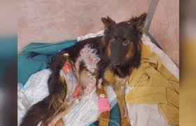 Maybe you would like to learn more about one of these? German Shepherd Puppy Recovering At Hospital After Being Starved And Left In Cage Cbs 17