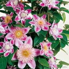 Клематис (сорт angela) патио раннецветущий. Clematis Josephine Tm Evijohill N Clematis Josephine Tm Evijohill N Clematis Garten Schluter