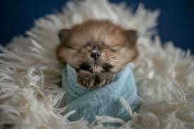 You may also like yorkies for sale near me Newborn Pomeranian Puppies Photoshoot By Karen Silva