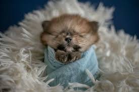 Check spelling or type a new query. Newborn Pomeranian Puppies Novocom Top