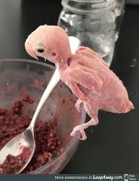 Baby Bird With No Feathers Https Encrypted Tbn0 Gstatic Com Images Q Tbn 3aand9gcsauilfsih4n Egapavjbxkygcsfj9teqjbza Usqp Cau