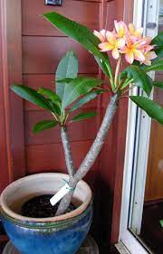 If it's super dry where you live, you can place a mister or humidifier near your plant to help add extra moisture to the air. Plumeria Plumeria Flowers Plumeria Tree Plumeria Plant