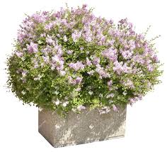 Image result for Syringa meyeri ´Palibin