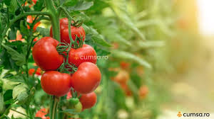 100 grame drojdie, 2,5 litri apa, o lingurita de zahar. Cum Sa Faci Ingrasamant Natural Pentru Rosii Cumsa Ro