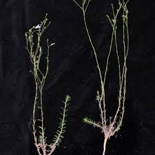 Image result for Wahlenbergia banksiana