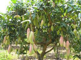 Guava (psidium guajava) is a tropical tree, producing sweet fruits which are eaten as a fruit or used as an ingredient in drinks, smoothies and desserts. Exotic Fruit Trees Mango Tree Thailand