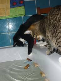 zeigt her eure fummelbretter katzen forum katzen spielzeug fummelbrett katze katzenspielzeug