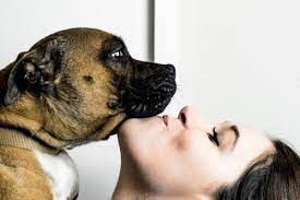 Mujeres asiendo el amor con perros