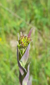 Image result for Turritis glabra