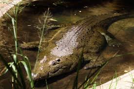 Crocodilia - Wikipedia