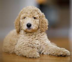 Underneath, they are the same fabulous dog as a poodle of any other color. Toy Poodle All About The World S Cutest Curliest Dog Breed