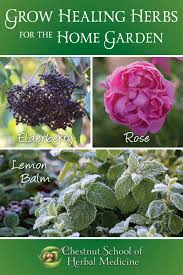 I have been taking homeopathic remedies aconite, ignatia and sometimes coffea (not to be confused with your regular cup of coffee) and this herbal tea because they calm my mind and help me sleep. Medicinal Plants Growing Healing Herbs For The Home Garden
