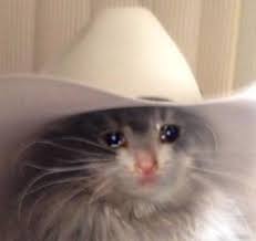 If you haven't already followed my insta be sure to! Cowboy Hat Crying Cat Know Your Meme