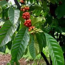 Image result for Coffea