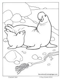 Seal animal coloring pages seal coloring pages limited seal pictures. Seal Coloring Pages For Kids Coloring Home