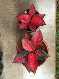 Suksom Jaipong Red Suksom Aglaonema Riariz Collection Ornamental Plants Plants Red