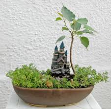The peepal or or ashwatha or the fig tree is a tree which can go over 30 metres if it is a normal tree and not a bonsai. Lucky Plants To Attract Prosperity Positive Energy And Good Luck Indoors