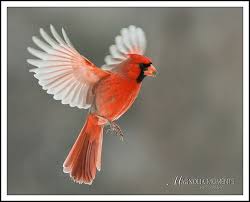 Black And Red Cardinal Bird Cardinal In Flight Birds Flying Cardinal Bird Tattoos Love Birds Drawing