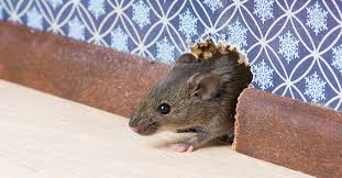 With over 3 decades of offering pest control in oregon city and surrounding areas, our experienced technicians know how to locate the we bring you the best pest control in oregon city. Why You Shouldn T Ignore The Scratching Noise You Hear In Your Home New Leaf Pest Control