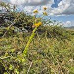 Image result for Crassocephalum montuosum