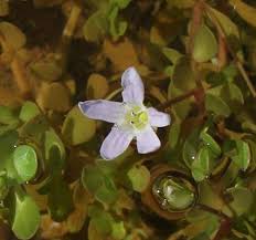 Image result for Stemodiopsis buchananii