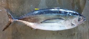 Selain itu acar timun juga disediakan. Https Www Issfguidebooks Org S Tuna Types Caught In Indonesian Waters Pdf
