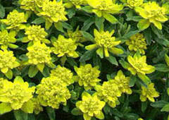 Image result for Porphyrostemma chevalieri