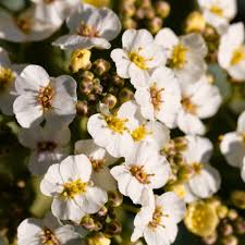 Image result for Emilia abyssinica