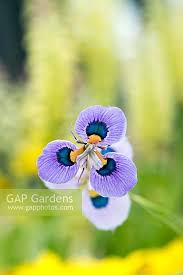 Image result for Moraea tanzanica