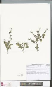 Image result for Tinnea rhodesiana