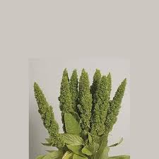 Image result for Amaranthus